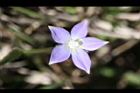 細葉蘭花參-花35.JPG