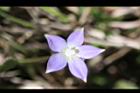 細葉蘭花參-花36.JPG