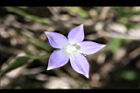細葉蘭花參-花37.JPG