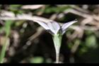 細葉蘭花參-花側0.JPG