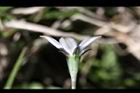 細葉蘭花參-花側1.JPG