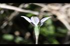 細葉蘭花參-花側2.JPG