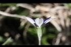 細葉蘭花參-花側3.JPG