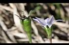 細葉蘭花參-花實0.JPG