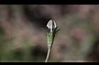 細葉蘭花參-花苞0.JPG