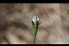 細葉蘭花參-花苞1.JPG