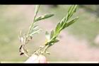 細葉蘭花參-葉06.JPG