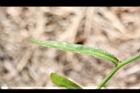 細葉蘭花參-葉正5.JPG