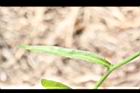 細葉蘭花參-葉正6.JPG