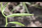 細葉蘭花參-葉背4.JPG