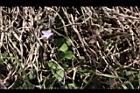 細葉蘭花參05.JPG