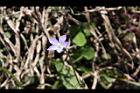 細葉蘭花參07.JPG
