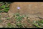 細葉蘭花參13.JPG