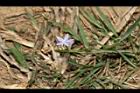 細葉蘭花參19.JPG