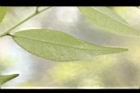 細葉連蕊茶-葉背07.JPG