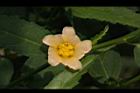 細葉金午時花-花04.jpg