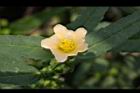 細葉金午時花-花08.jpg