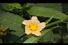 細葉金午時花-花17.jpg
