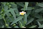 細葉金午時花08.jpg