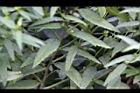 細葉金午時花12.jpg