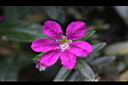 細葉雪茄花-花1.JPG