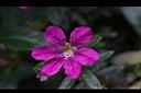 細葉雪茄花-花2.JPG