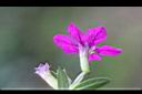 細葉雪茄花-花3.JPG