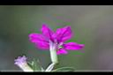 細葉雪茄花-花4.JPG