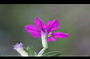 細葉雪茄花-花5.JPG