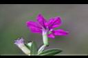 細葉雪茄花-花6.JPG