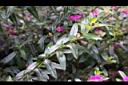 細葉雪茄花-葉.jpg