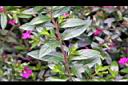 細葉雪茄花-葉序0.JPG