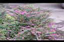 細葉雪茄花01.JPG