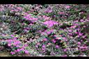 細葉雪茄花02.JPG
