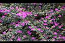 細葉雪茄花03.JPG
