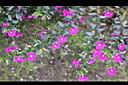 細葉雪茄花05.JPG