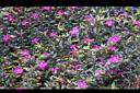 細葉雪茄花06.JPG