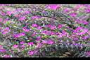細葉雪茄花07.JPG