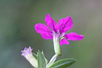 細葉雪茄花-花7.JPG