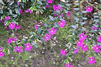 細葉雪茄花13.JPG