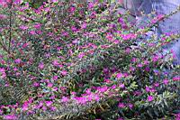 細葉雪茄花15.JPG