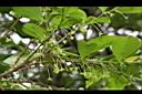 細葉饅頭果-花序02.JPG