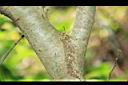 細葉饅頭果-莖02.JPG
