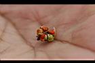 細葉饅頭果-種子04.jpg