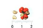 細葉饅頭果-種子25.JPG