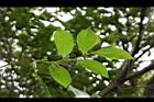 細葉饅頭果-花序00.JPG