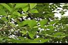 細葉饅頭果-花序01.JPG