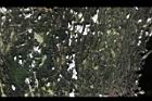 細葉饅頭果-莖05.JPG
