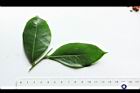 細葉饅頭果-葉10.JPG