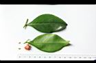細葉饅頭果-葉22.JPG